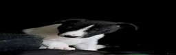 Mixed Breed dogs for sale: 🐾 Whippet × Lurcher Puppies 🐾 - Advert 23