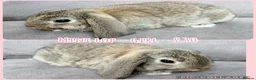 Mini Lop rabbits for sale: Mini Lop Rabbits - Advert 20
