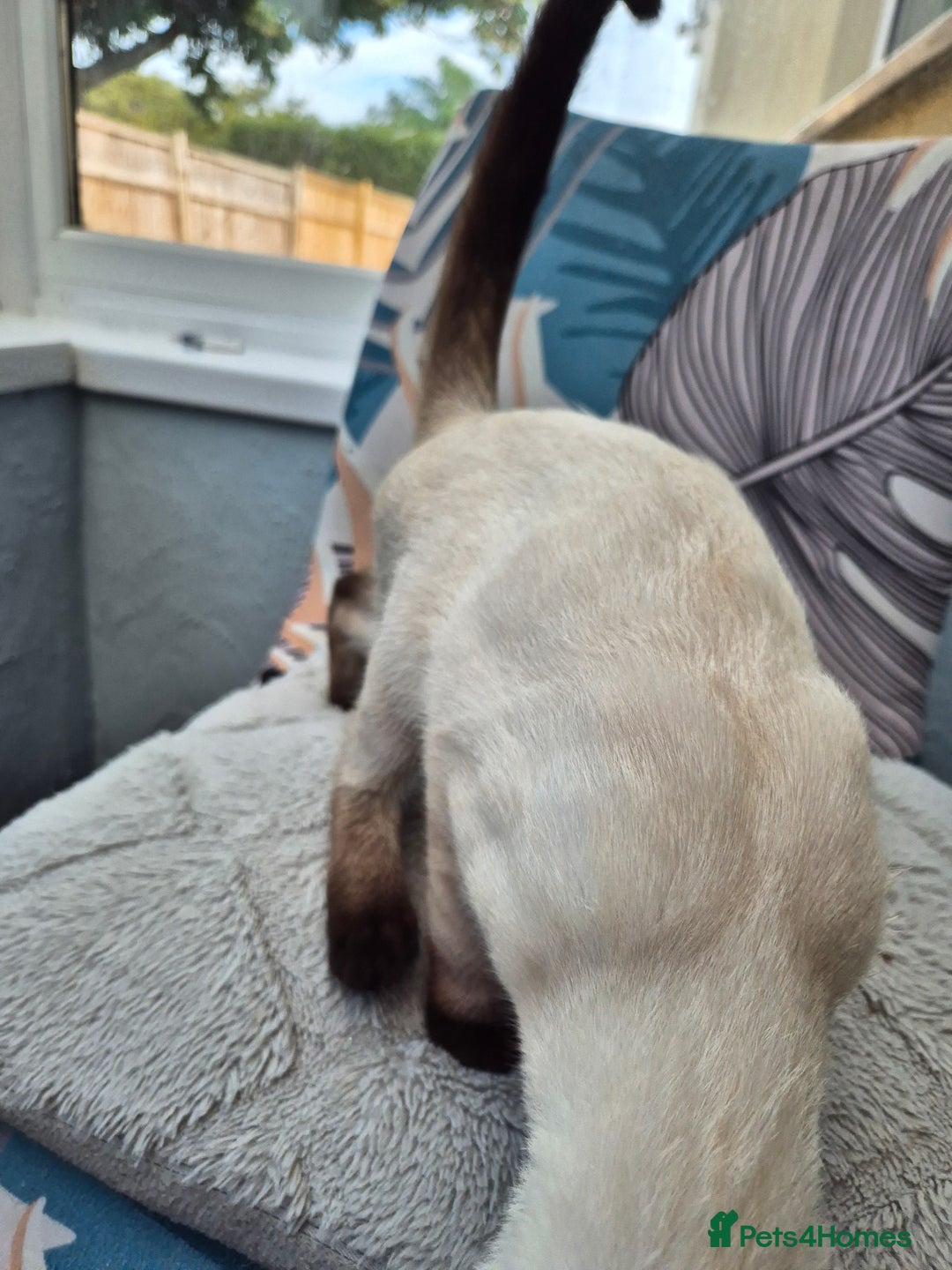 Snowshoe cats for sale:  pedigree Tica reg  snowshoes  READY NOW - Image 16