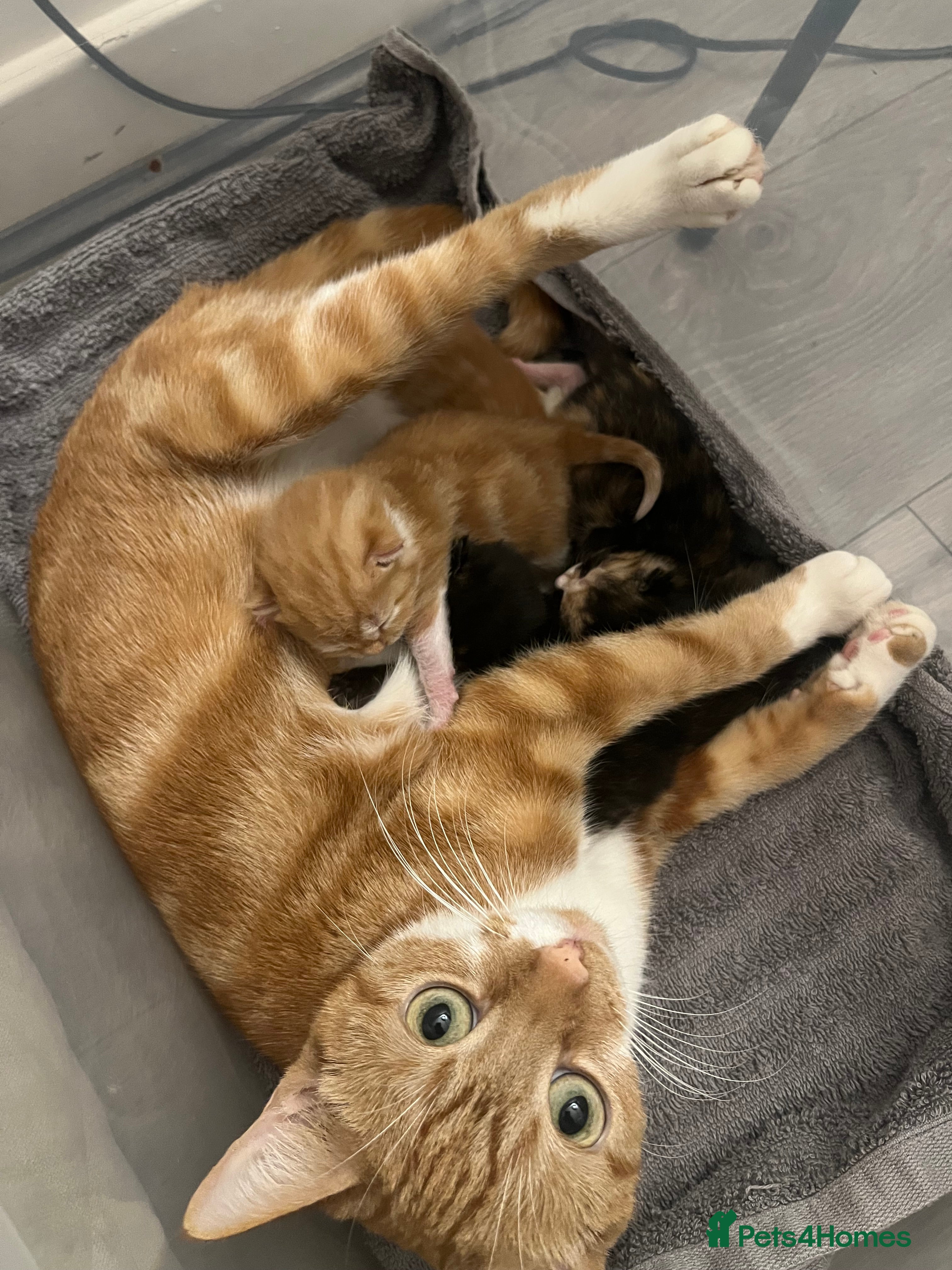 Mixed Breed cats Mixed breed kittens  - Advert 18