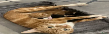 Mixed Breed Kitten 1