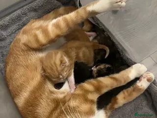 Mixed Breed cats Mixed breed kittens - Advert 18