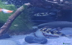Pufferfish fish for sale: Amazon puffer fish  - Image 3