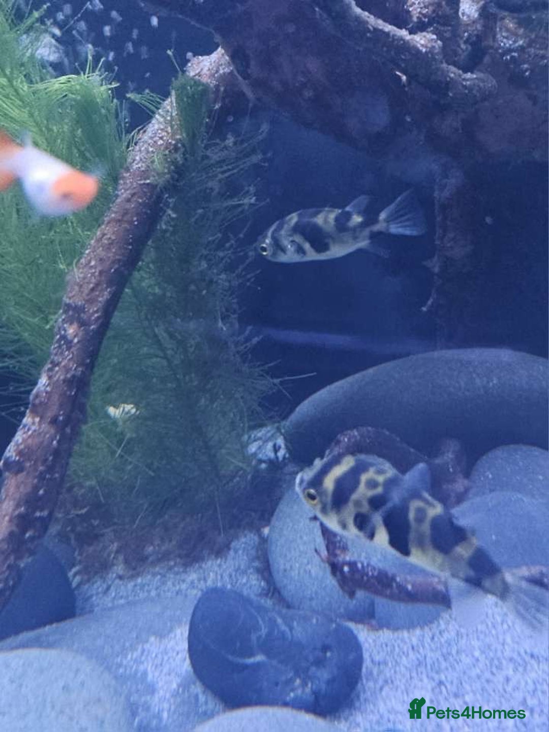 Pufferfish fish for sale: Amazon puffer fish  - Image 3