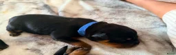 Rottweiler dogs for sale: KC Serbian Rottweilers champion winning bloodlines - Advert 7
