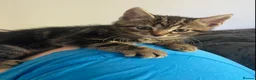 Bengal cats for sale:  Bengal kittens, ready to go! ❤️🏡 - Advert 31