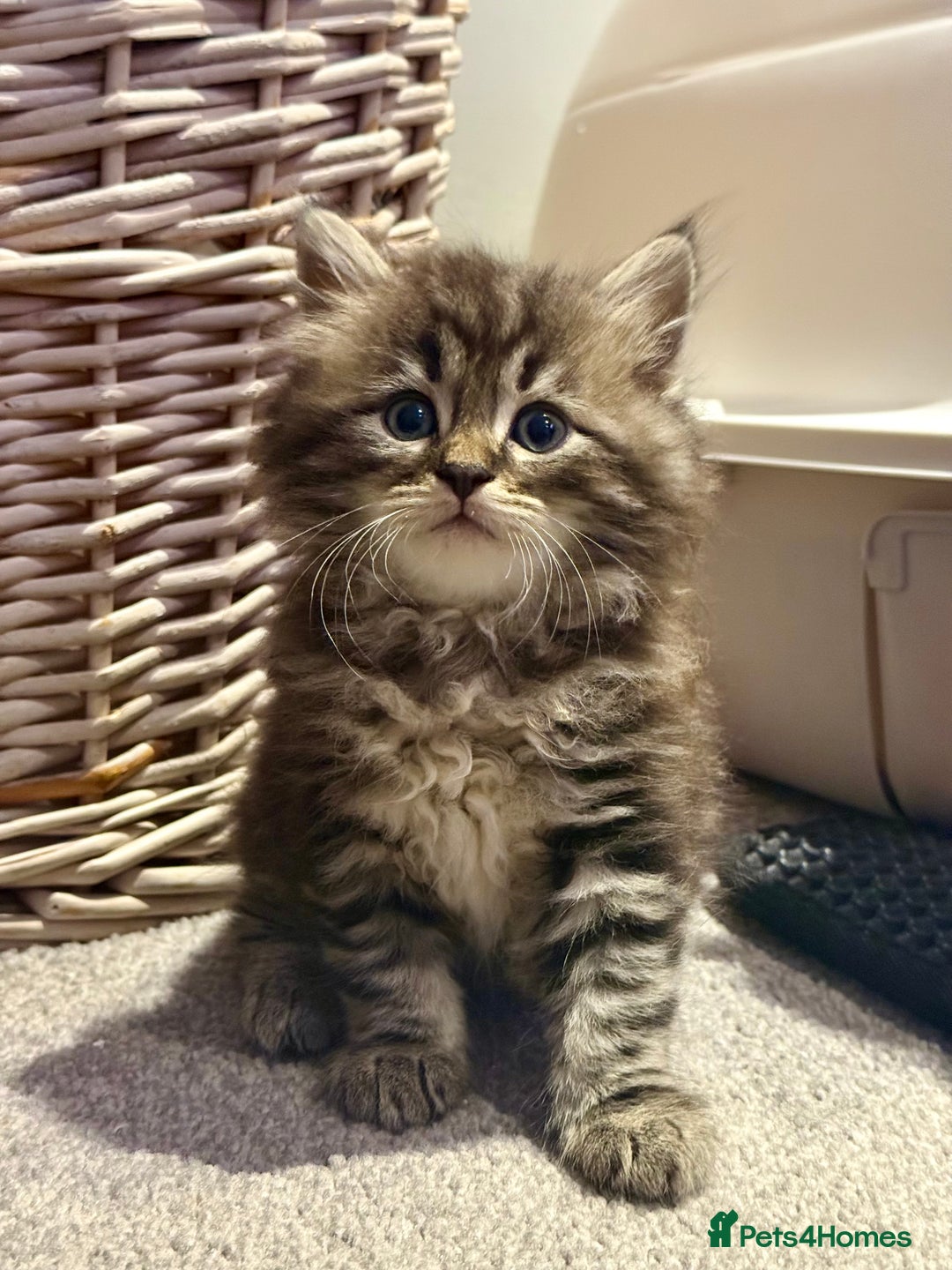 Siberian cats for sale: Champion line Kittens  - Image 5