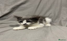 Mixed Breed cats for sale: Kittens for sale  - Image 1