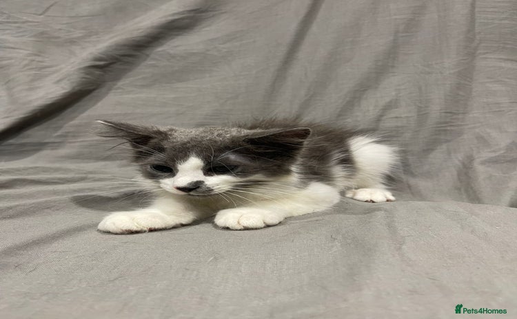 Mixed Breed cats - Advert 13