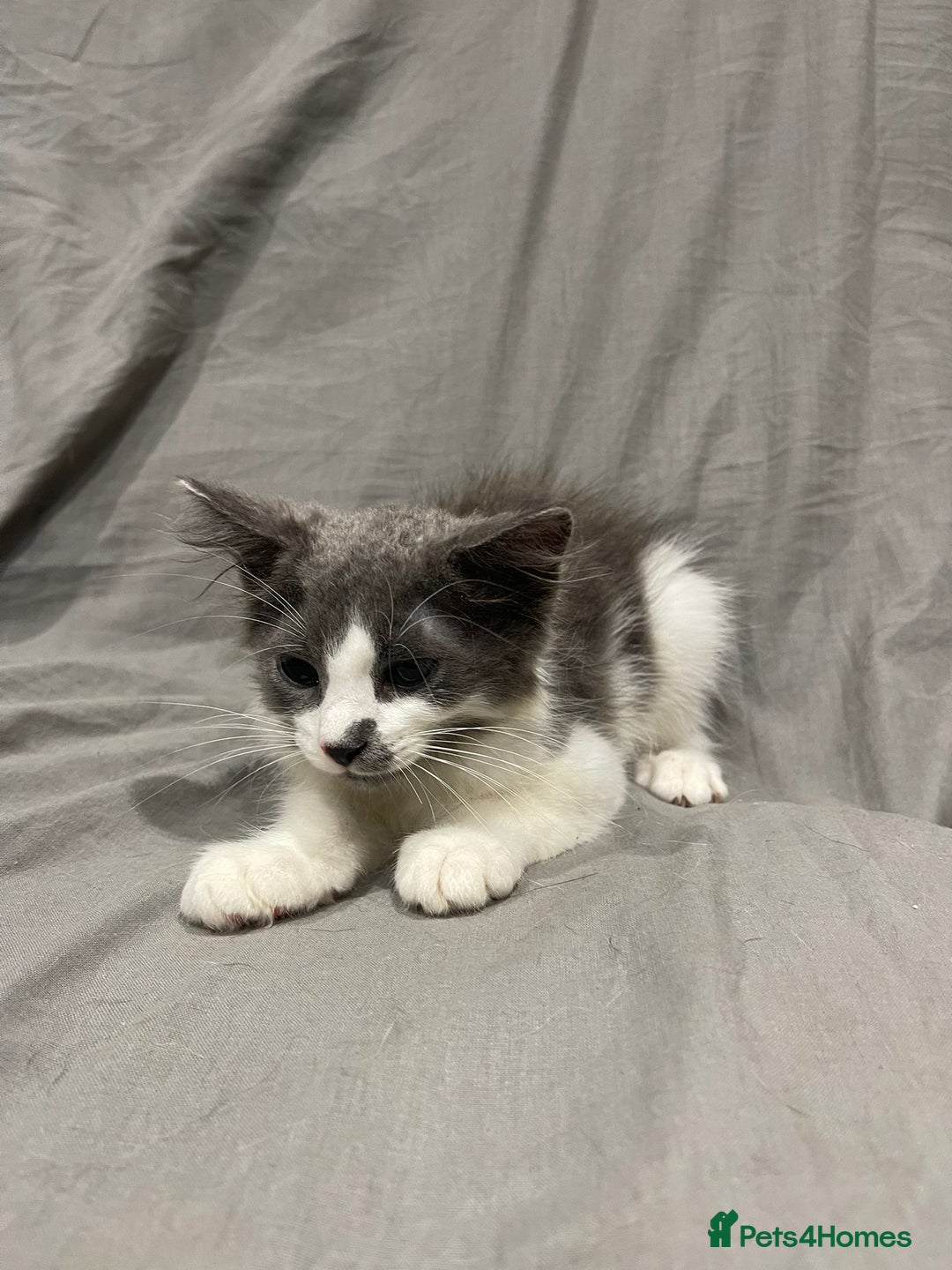 Mixed Breed cats for sale: Kittens for sale  - Image 1