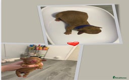 Cockapoo dogs for sale: READY  **  EVE COCKAPOO PUPS - Image 6