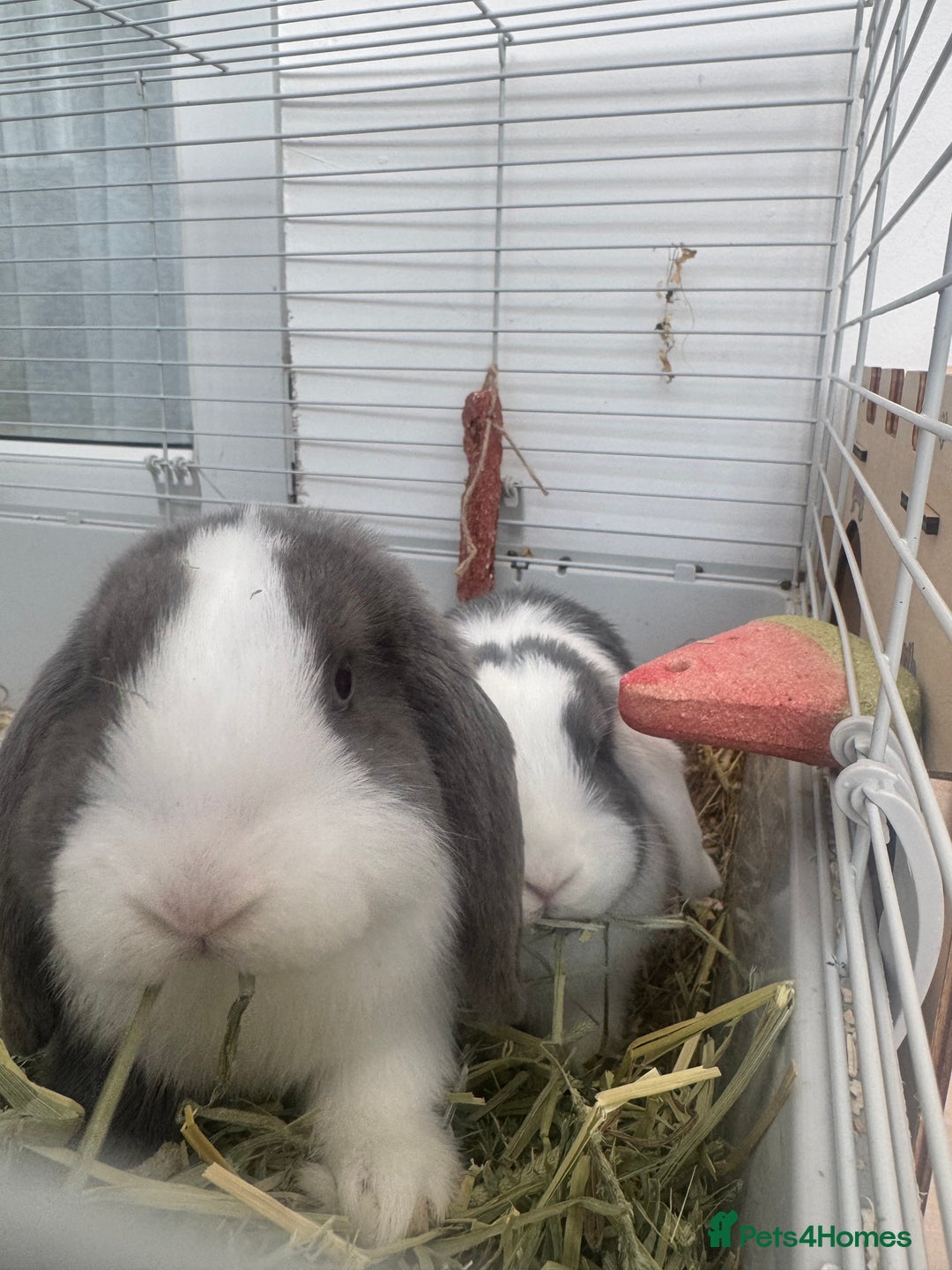 Mini Lop rabbits for sale: Mini Lop Sisters Looking for a Loving Home! - Image 2