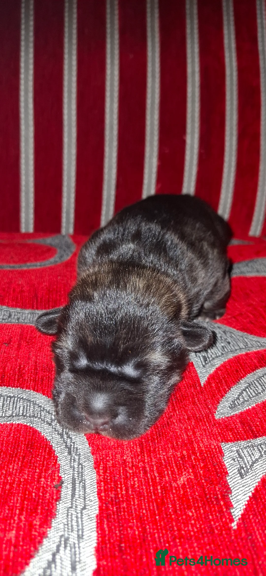 Mixed Breed dogs for sale: Rus-A-Pei ( Rare ) - Advert 16