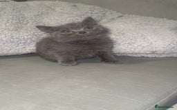 British Shorthair cats for sale: REDUCED!!! Stunning British Short Hair Kittens - Image 25