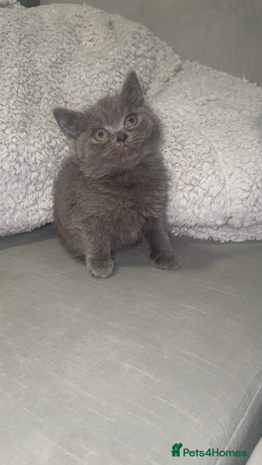 British Shorthair cats for sale: REDUCED!!! Stunning British Short Hair Kittens - Image 25