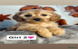 Cavapoo dogs for sale: DNA Cavapoo’s pups - Advert 4