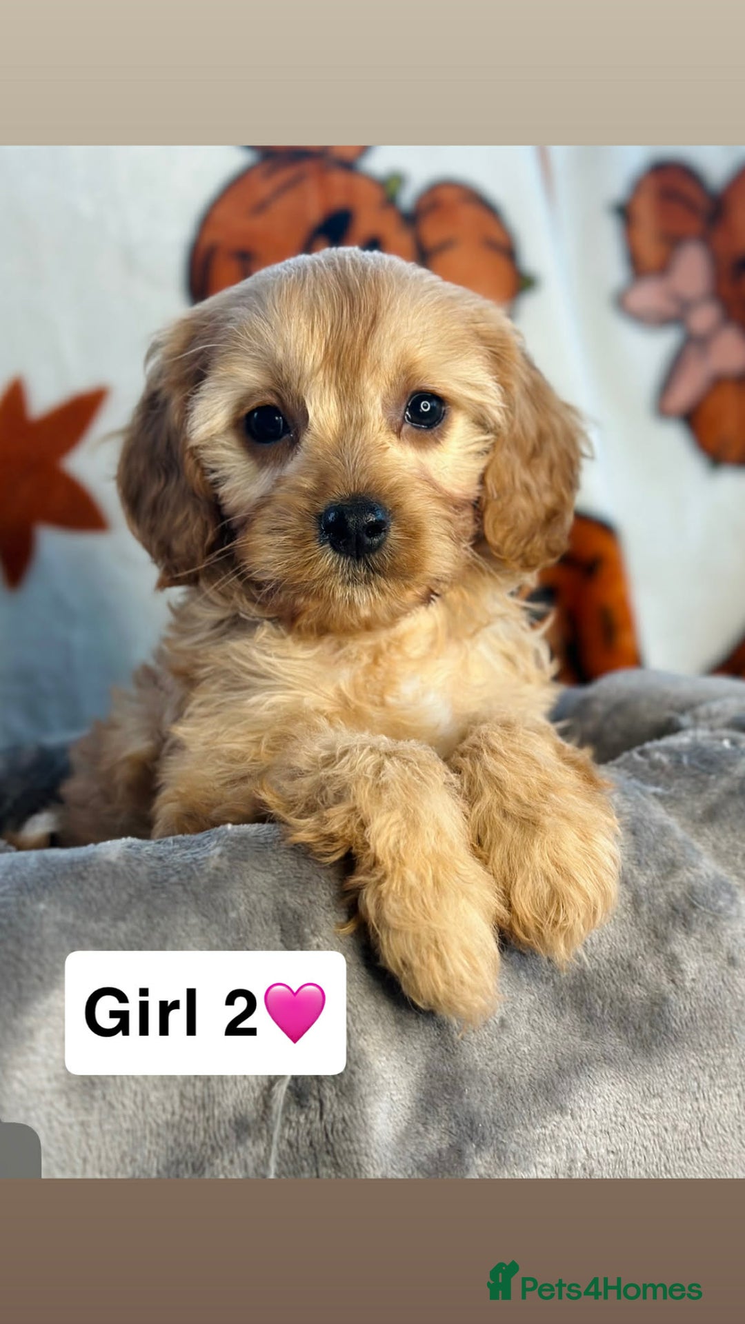 Cavapoo dogs for sale: DNA Cavapoo’s pups - Advert 4
