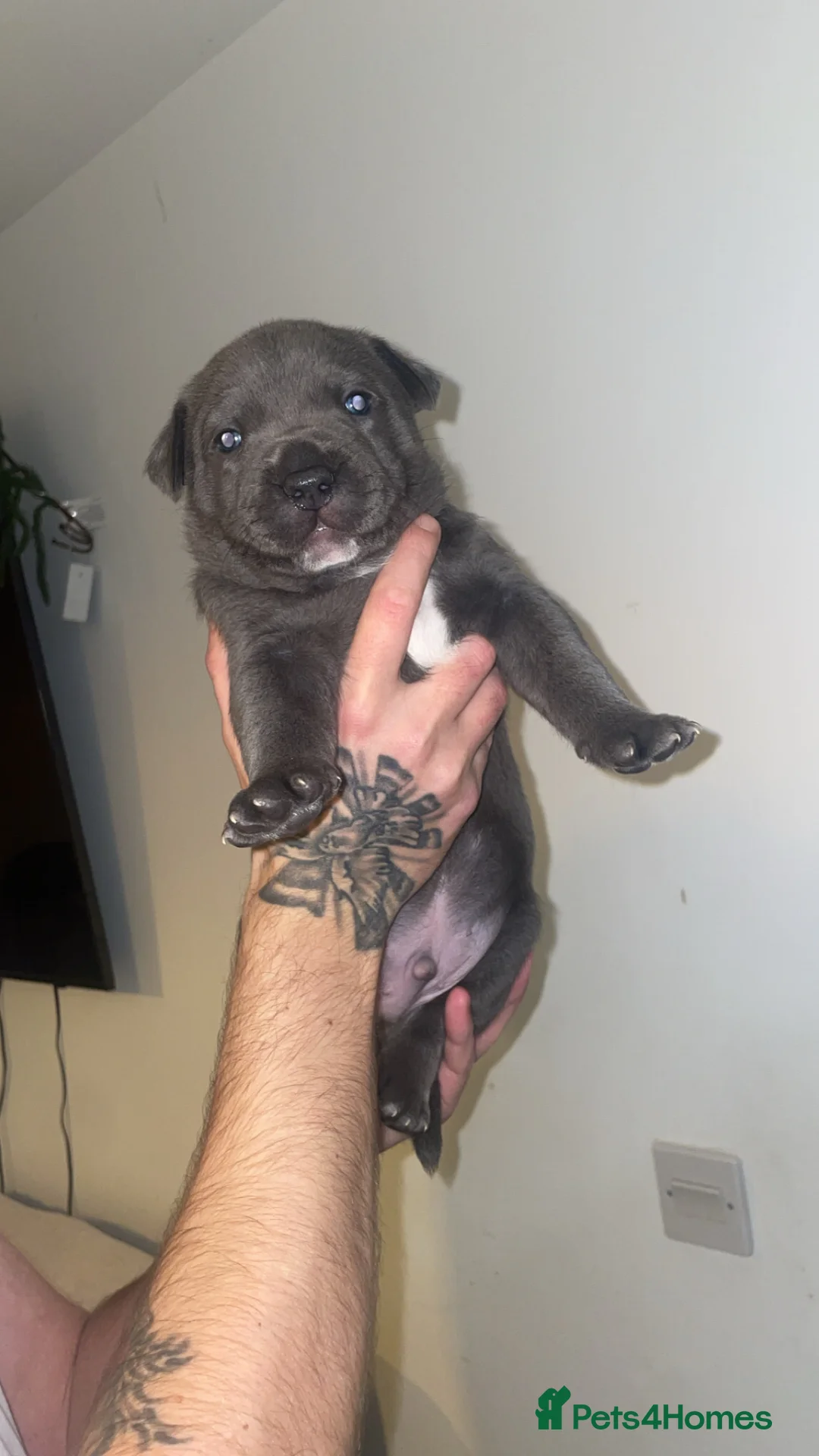 Staffordshire Bull Terrier dogs for sale: Blue staffie puppies   - Advert 28