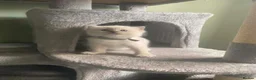 Ragdoll cats for sale: 🐾 GCCF Ragdoll Kittens🐾 READY TO LEAVE - Advert 22