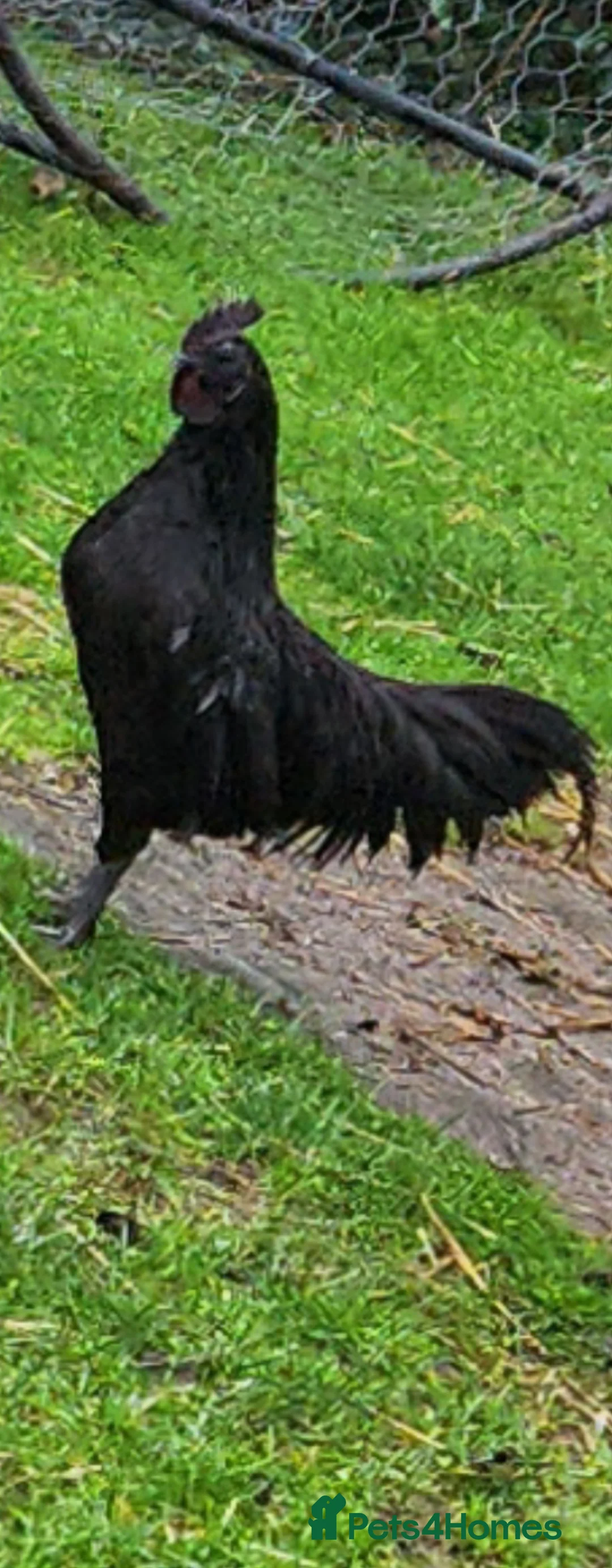 Chickens poultry for sale: Ayam cemani day old  in Skegness - Advert 3