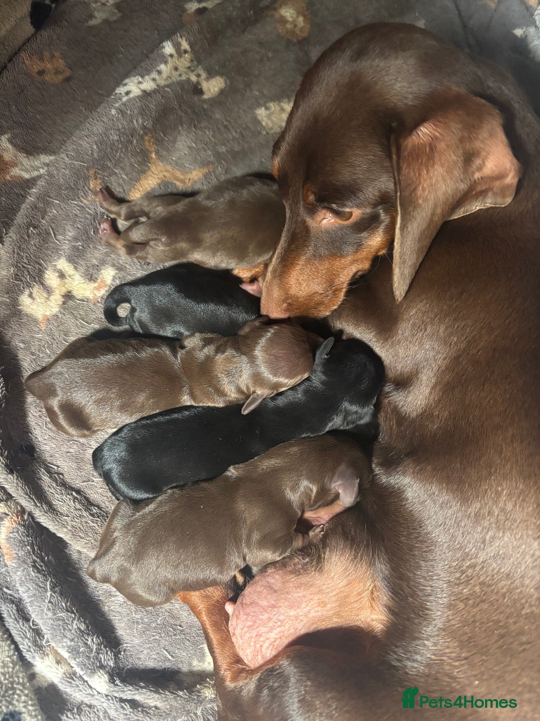 Dachshund dogs for sale: 6 Beautiful sausage puppies!  - Image 4