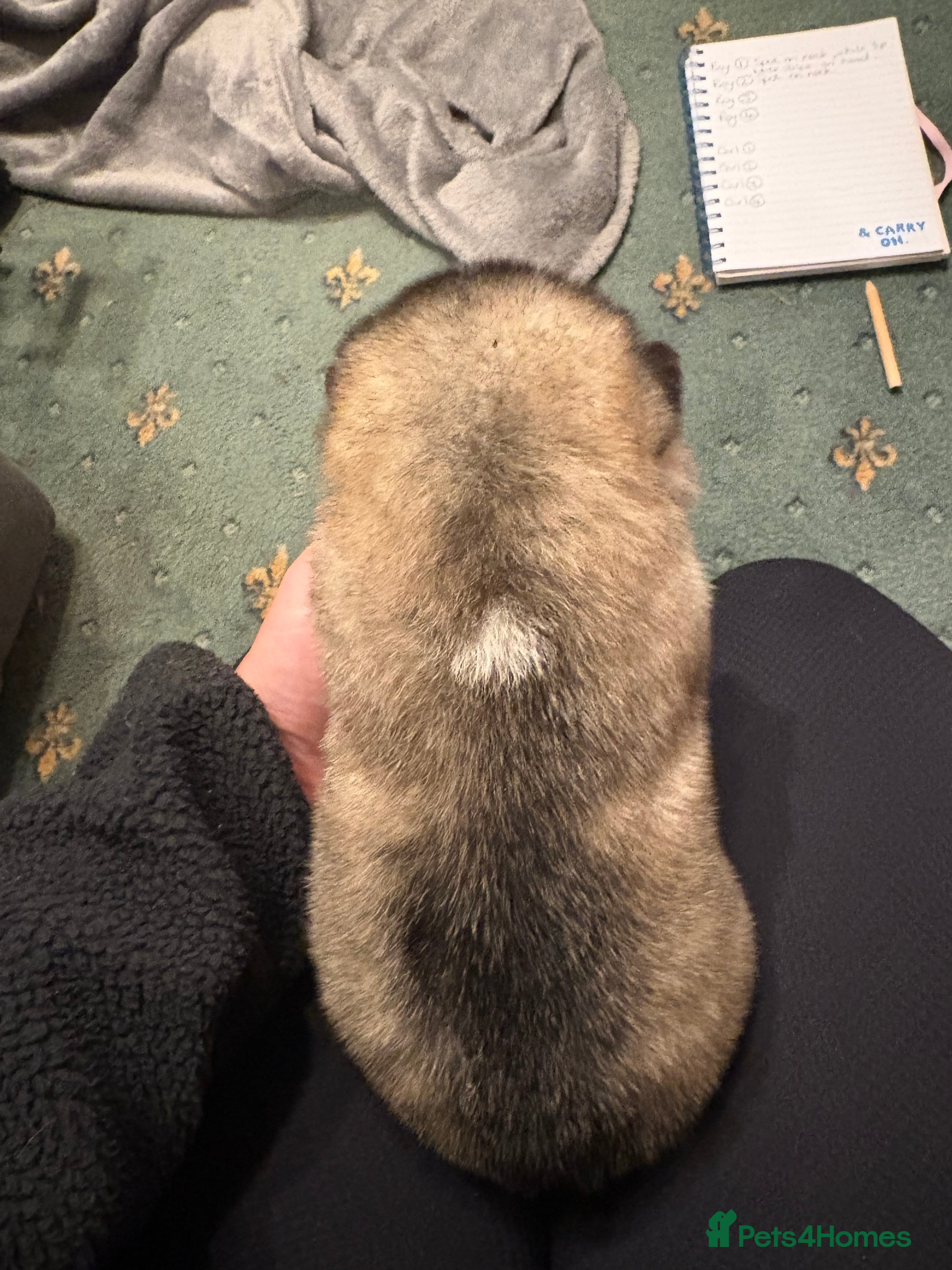 Alaskan Malamute dogs for sale: K.C Registered Quality Alaskan Malamute Puppies - Advert 25