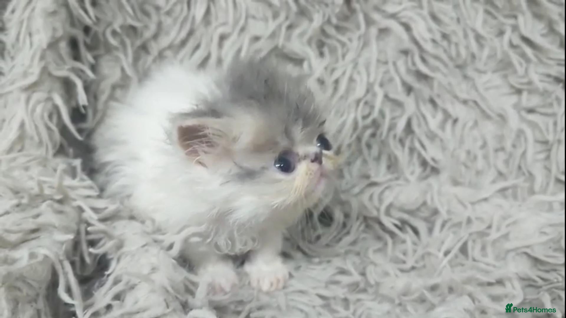 Persian cats Beautiful Persian kittens - Advert 2