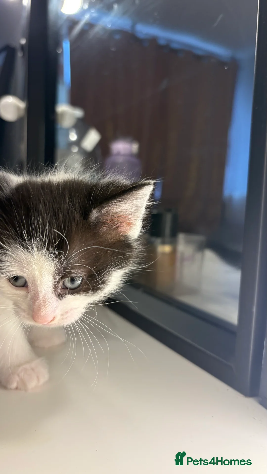 British Shorthair cats for sale: Adorable British shorthair kitten  - Advert 4