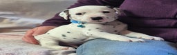 Dalmatian dogs for sale: Beautiful KC Reg LUA Dalmatian Pups - Advert 3