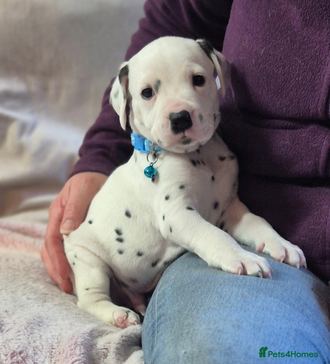 Dalmatian dogs for sale: Beautiful KC Reg LUA Dalmatian Pups - Advert 3