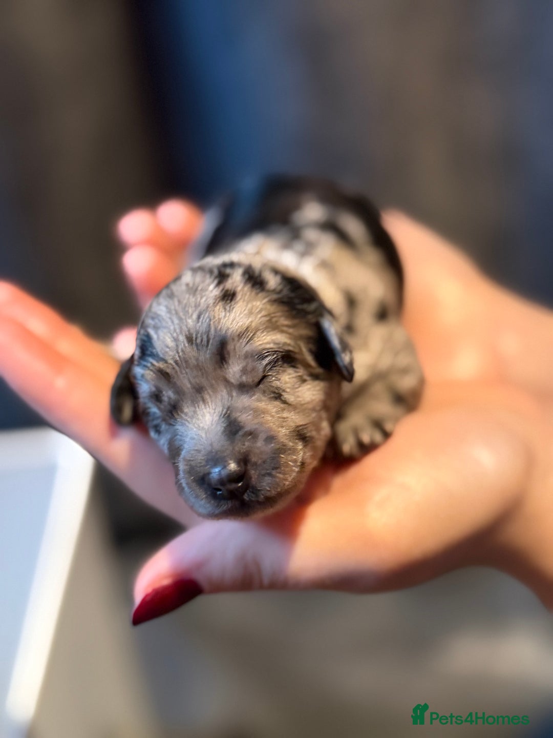 Cavapoo dogs for sale: F1b Health tested Phantom chocolate Merle Cavapoo - Advert 12