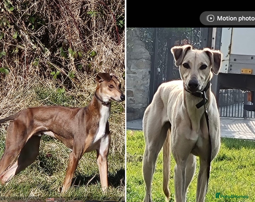 Mixed Breed dogs for sale: Lurcher puppies  - Advert 8