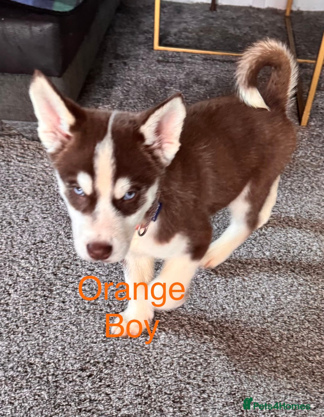 Siberian Husky dogs for sale: Siberian husky boys  - Advert 4