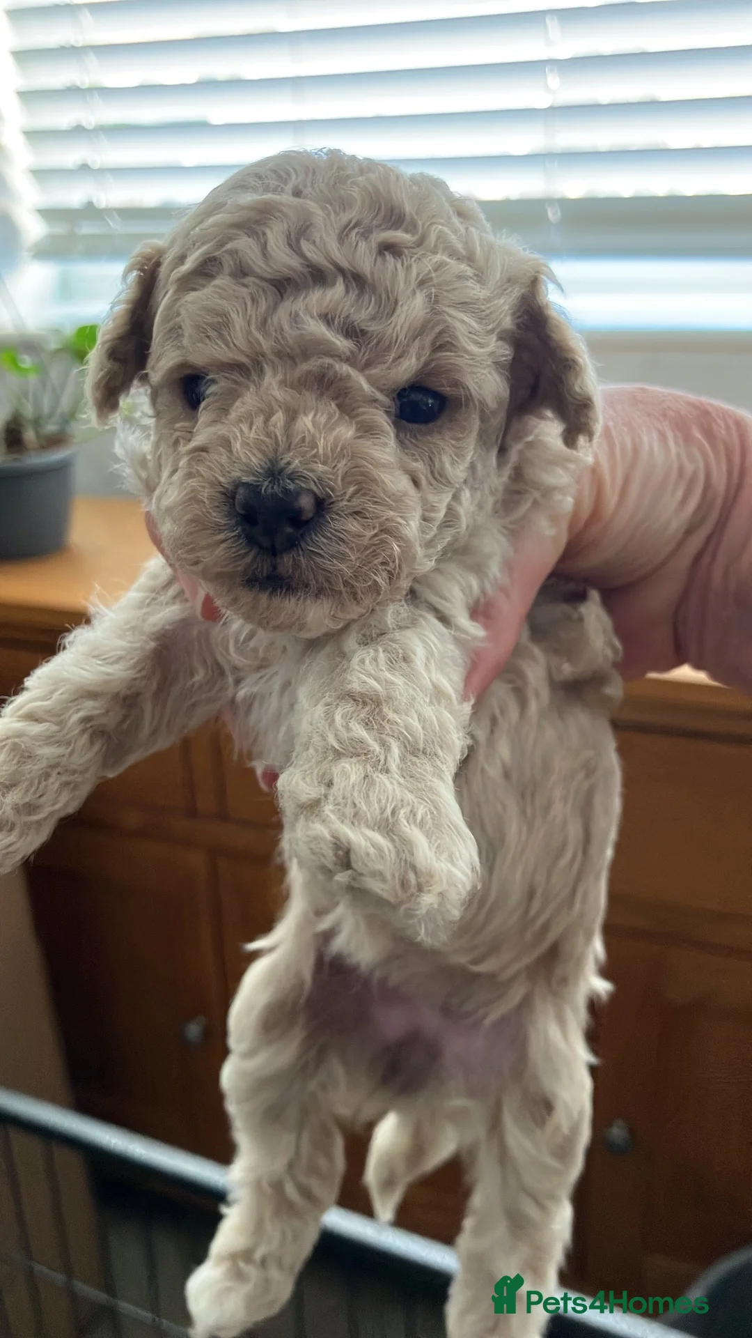 Toy Poodle dogs for sale: KC registered toy poodle girls - Advert 2