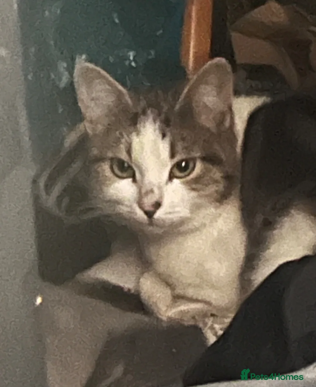 Mixed Breed cats for sale: 🐾 Stunning 8 week old kittens 🐾 - Advert 26