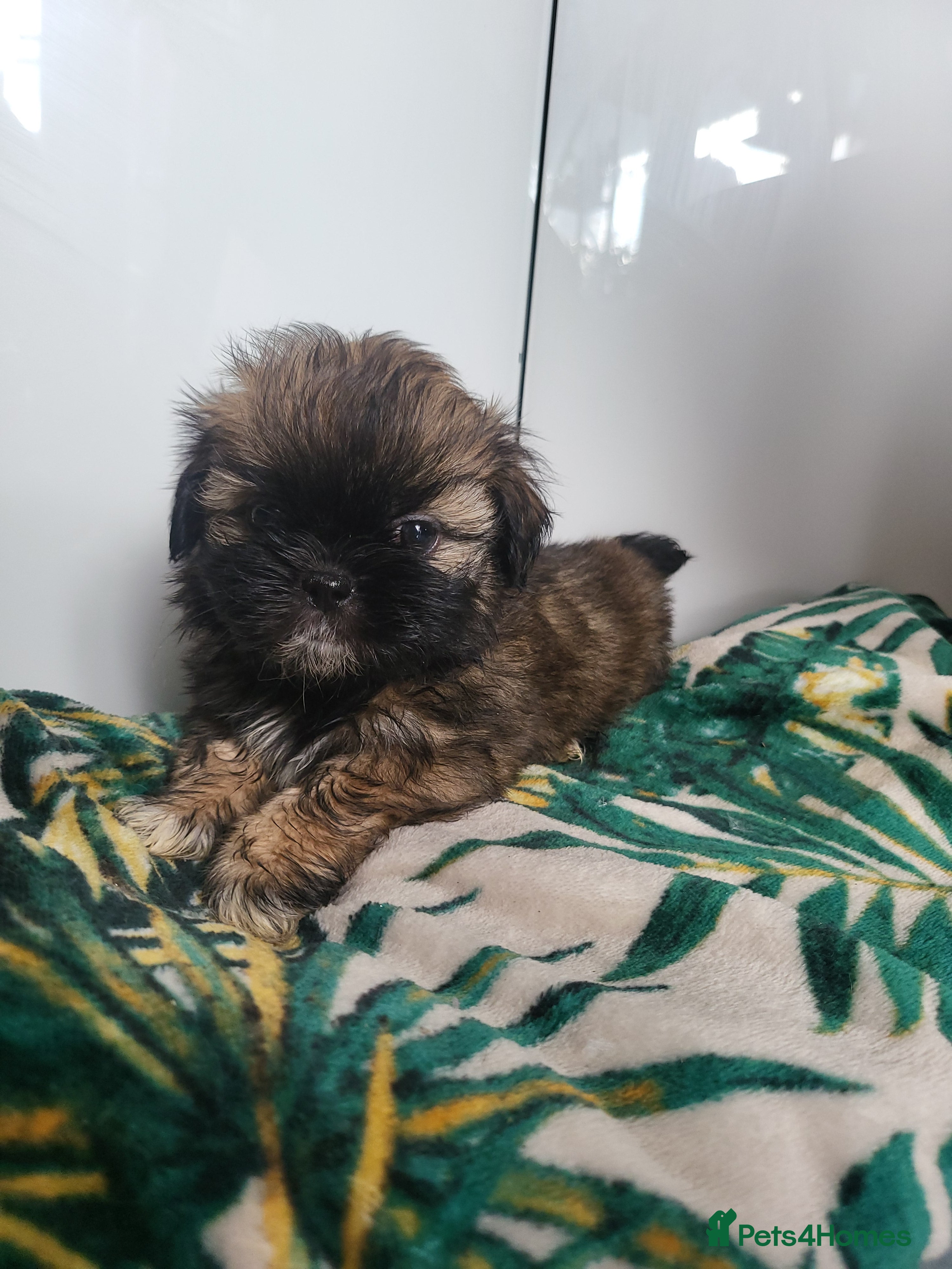 Shih Tzu dogs Shih tzu puppies - Advert 2