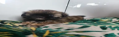 Shih Tzu 6