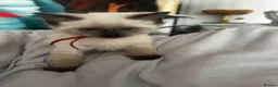 Siamese cats for sale: Stunning Siamese kittens  - Advert 7