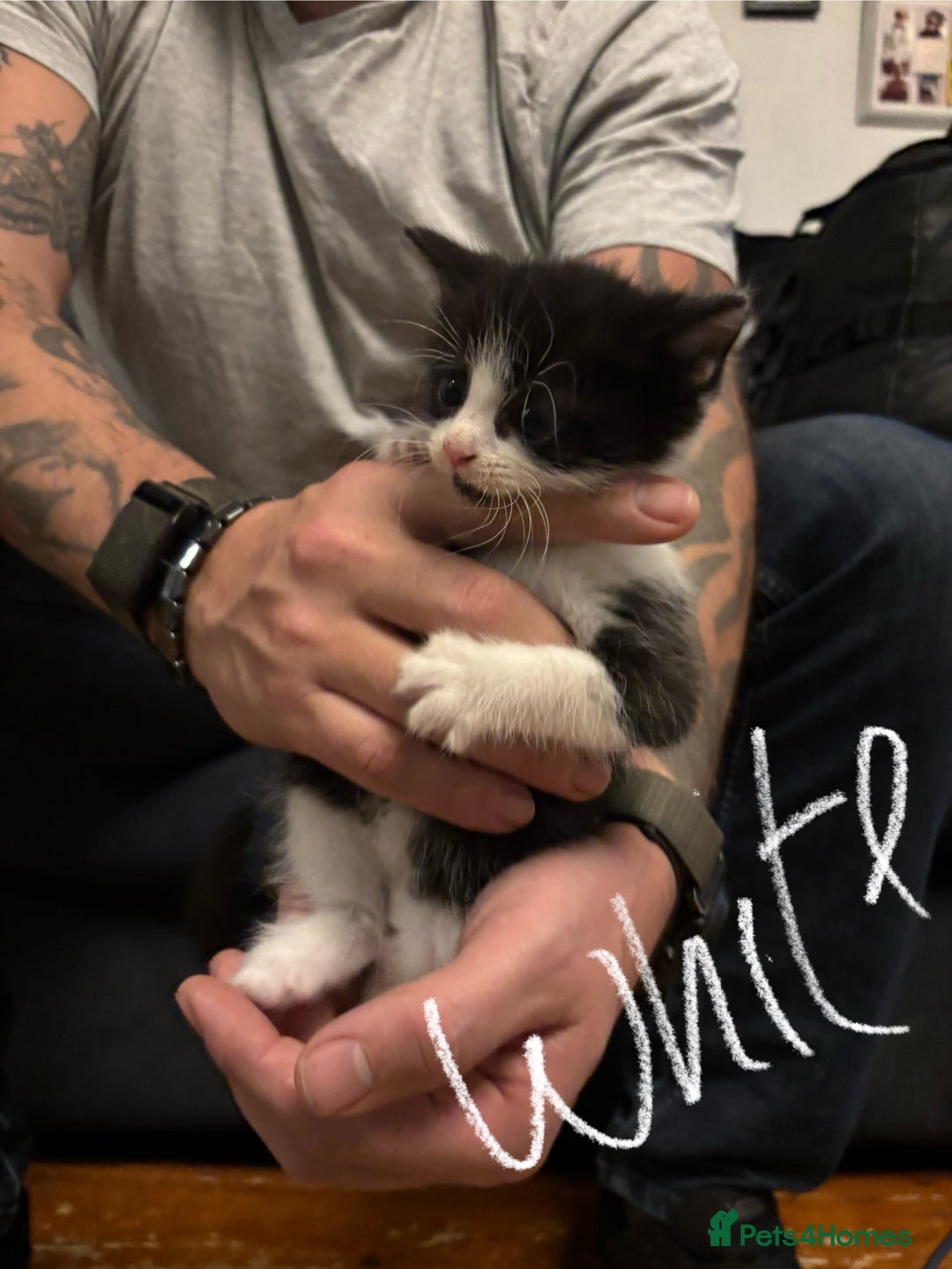 Mixed Breed cats for sale: Beautiful friendly litter of 6 tuxedo kittens - Advert 5