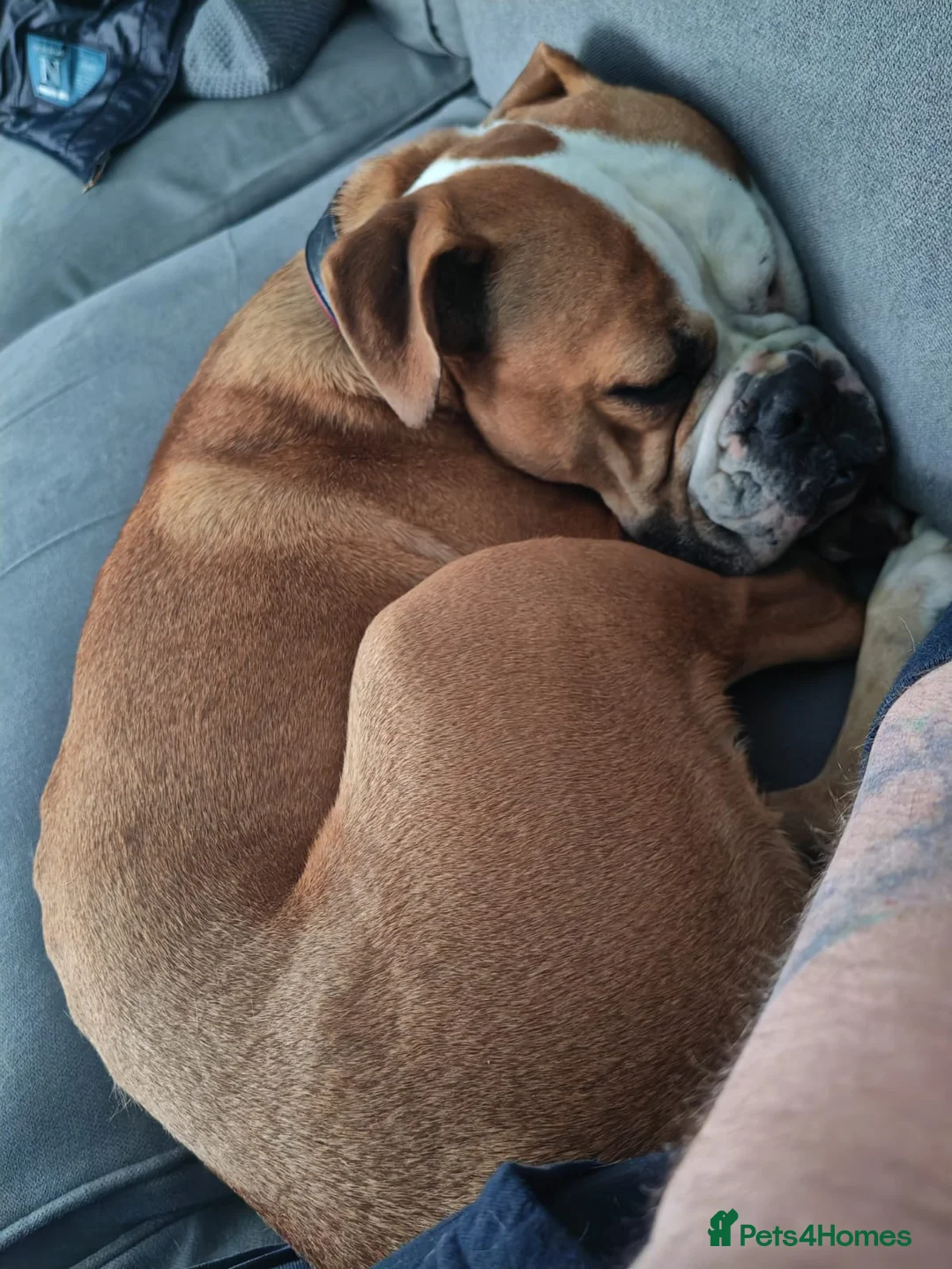 Olde English Bulldogge dogs for sale: Winnie old English bulldog  - Advert 2