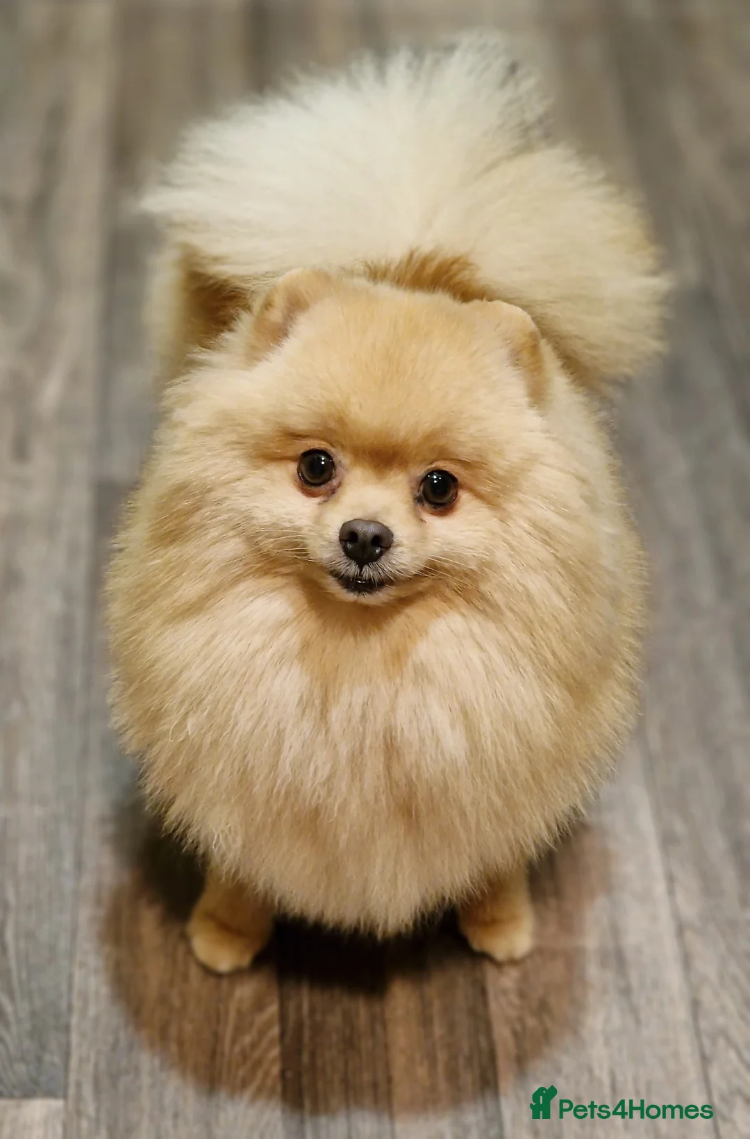 Pomeranian dogs for sale: Luxury Pomeranian Puppies for sale!!! - Advert 10