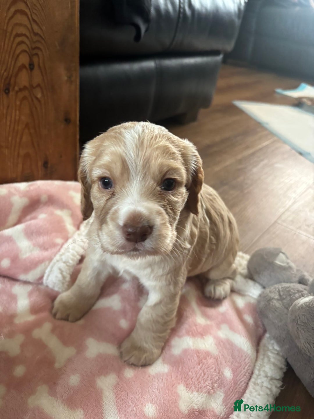 Cocker Spaniel dogs for sale: Working KC cocker spaniels  - Image 10