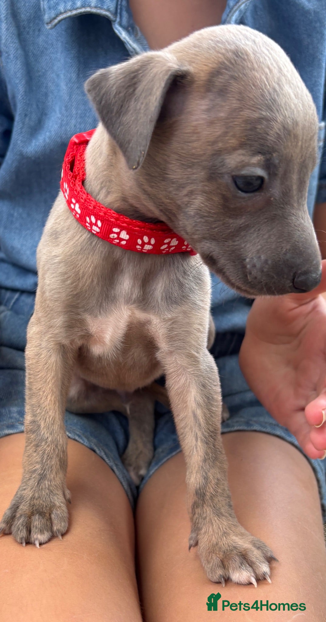 Whippet dogs KC Registered Whippet Puppies - Advert 18
