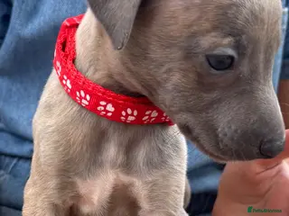 Whippet dogs KC Registered Whippet Puppies - Advert 18