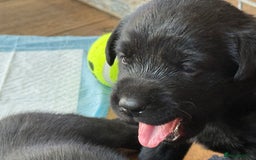 Labrador Retriever dogs for sale: Beautiful Labrador pups  - Image 8