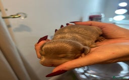 Miniature Dachshund dogs for sale: Beautiful litter of miniature dachshund  - Advert 7