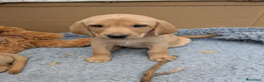 Labrador Retriever 8