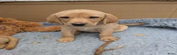 Labrador Retriever dogs for sale: Red and golden labs  - Advert 2