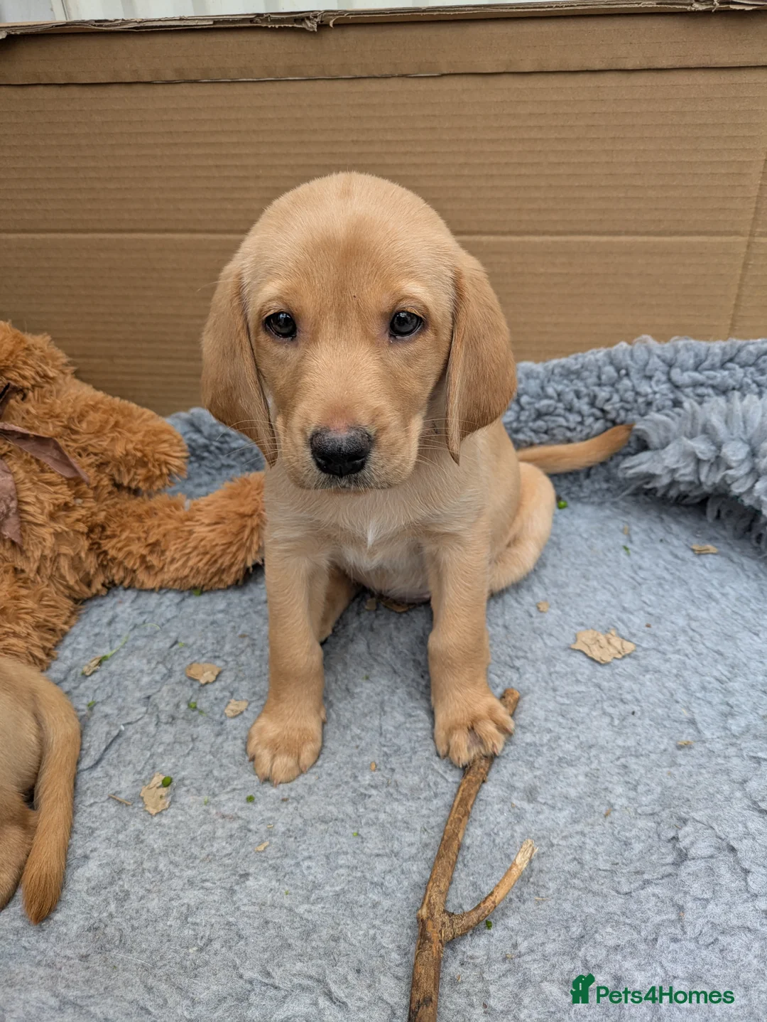Labrador Retriever dogs for sale: Red and golden labs  - Advert 2