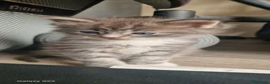 Ragcoon Kitten 4